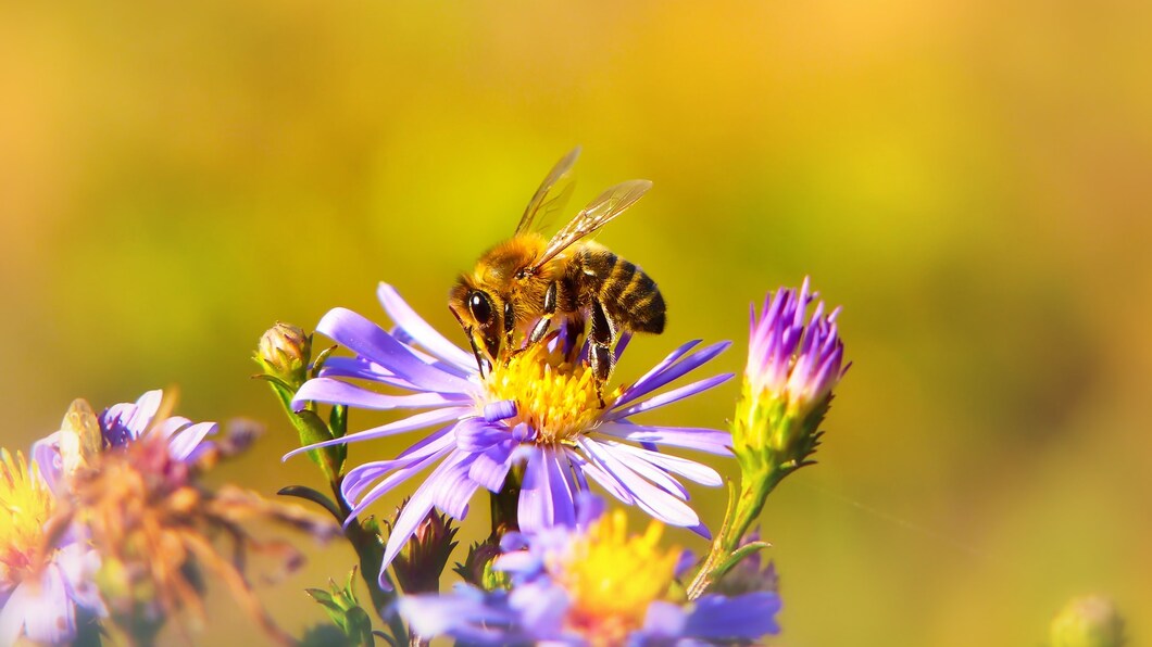 Biodiversiteit