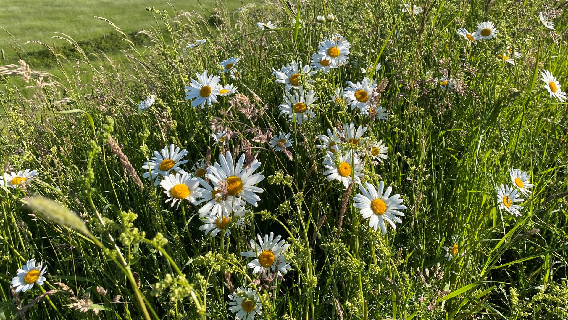 Groene leefomgeving